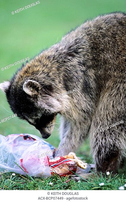 Raccoon in garbage, Stanley Park, Vancouver, British Columbia, Canada
