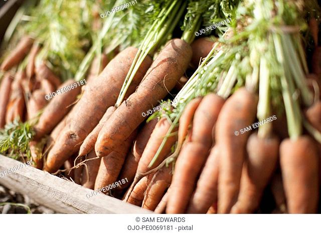 Crate of organic carrots