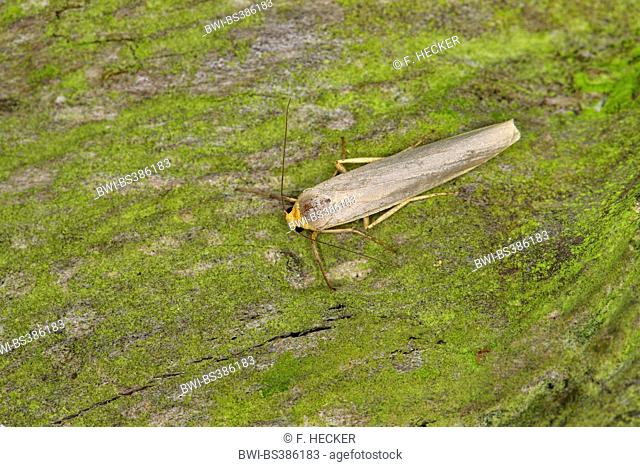 Scarce footman (Eilema complana, Manulea complana), on green bark, Germany