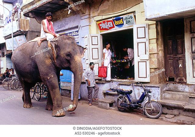 Elephant in the street of Ahmedabad, Gujarat, India