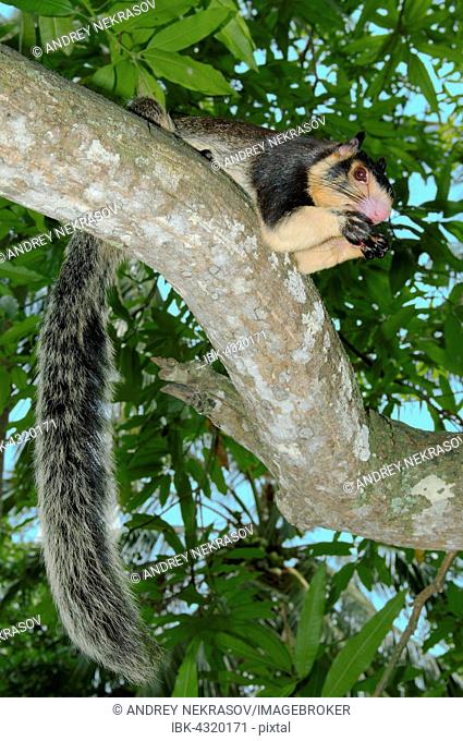 Indian Giant Squirrel or Malabar Giant Squirrel (Ratufa indica), sitting on a branch, feeding, Hikkaduwa, Sri Lanka