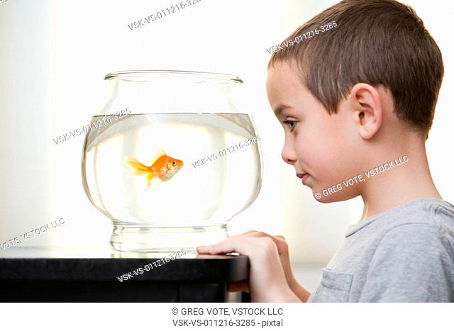 Boy (6-7) looking at goldfish in fishbowl