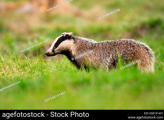 Furry european badger, meles meles, looking down on a green meadow in summer. Wild mammal walking on short grass from side view with blurred background