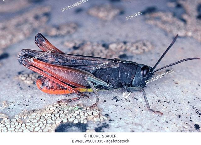 woodland grasshopper Omocestus ventralis rufipes