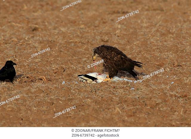young bald eagle with snow goose