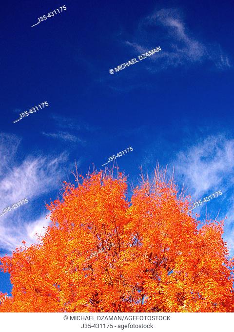 Intensly bright orange leaves on trees during crisp fall day located near Eagle Mills, New York, USA