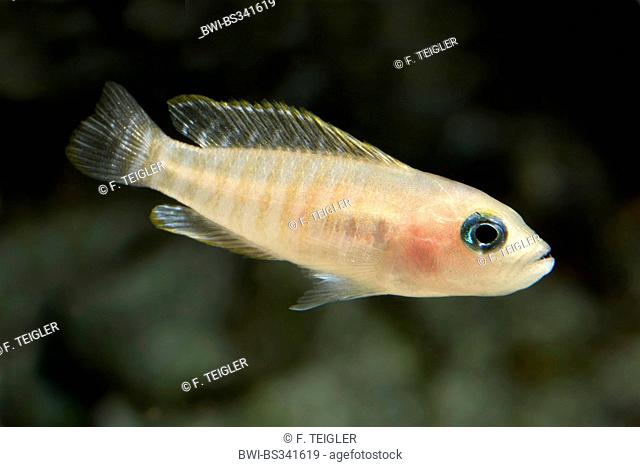 Multistriped Tanganjika Shell Cichlid (Neolamprologus multifasciatus), swimming