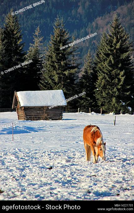 Winter hike between Krün and Wallgau, a Haflinger in a dreamy winter landscape, southern Germany, Upper Bavaria, snow, winter, snowy, trees, Germany, Bavaria