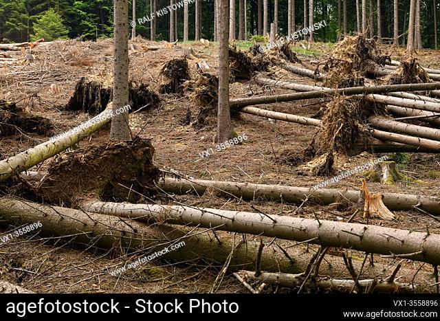 Fallen trees, uprooted spruces after strong winds, storm damages next to a clear cutted area due to forest dieback after bark beetle attack