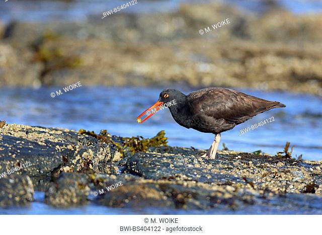American black oystercatcher (Haematopus bachmani), stands on a rock by the sea feeding a limpet, Canada, Victoria, Vancouver Island