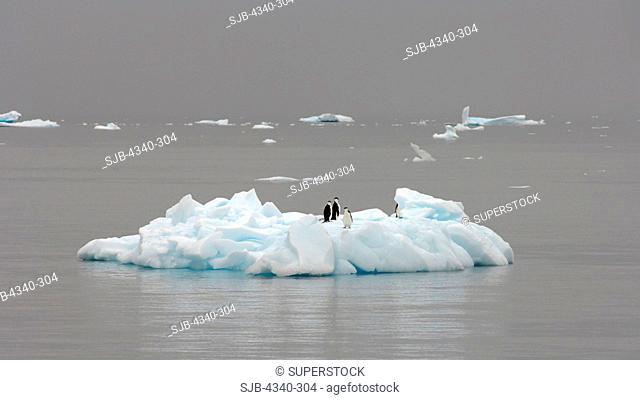 Chinstrap Penguins Floating on Glacial Ice