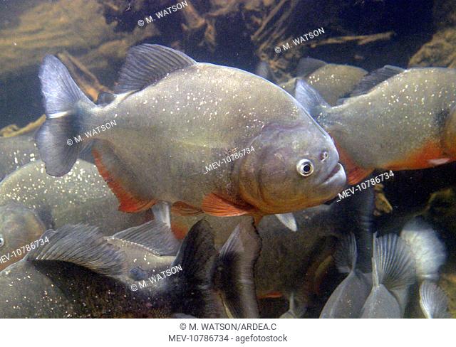 Red-bellied Piranha - underwater (Serrasalmus nattereri)
