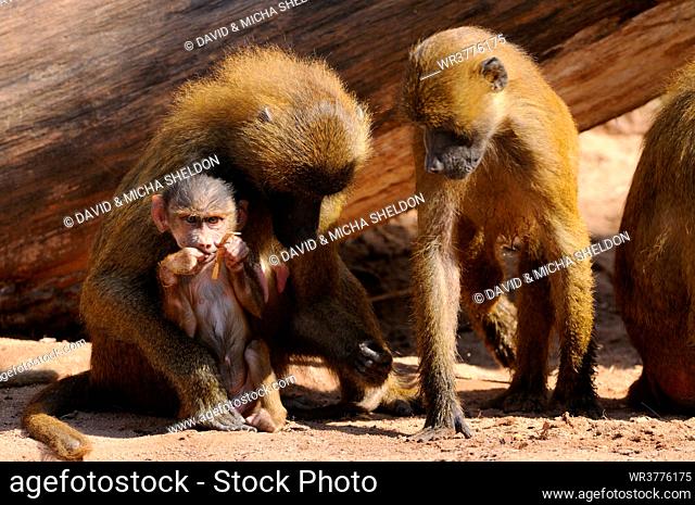 Guinea baboon (Papio papio) family