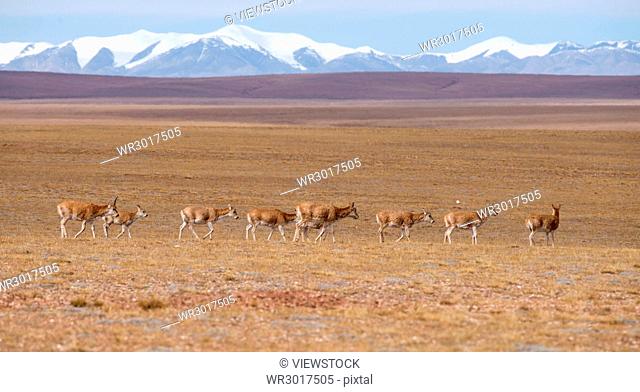 Tibetan antelope of Hoh Xil, Qinghai Province, China