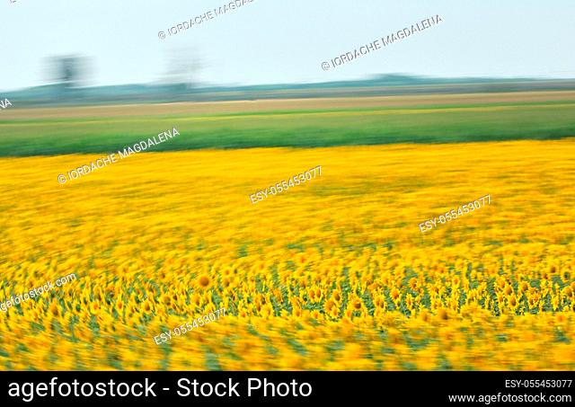 sunflowers, sunflower field, sunflower blossom