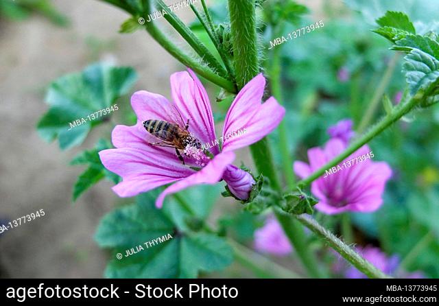 The wild mallow (Malva sylvestris), blossom with honey bee (Apis mellifera)
