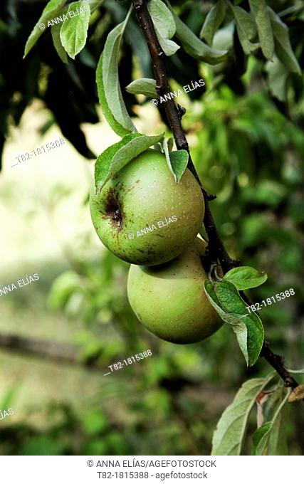detail of green apple tree with ripe fruit Malaus communis and leaves