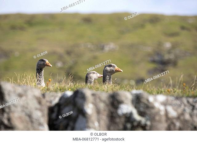 Faroes, greylag geese, Anser anser