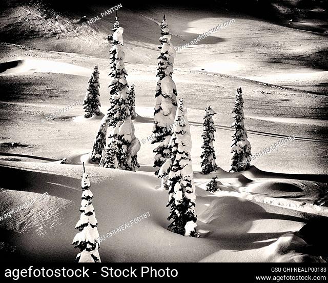 Snow Covered Evergreen Trees on Mountain Slope