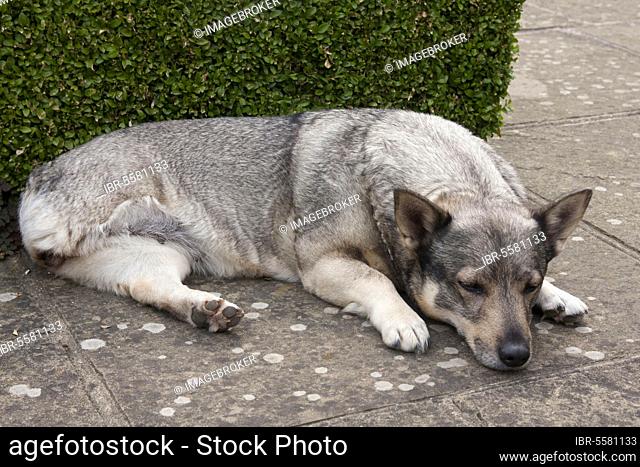 Domestic dog, Swedish Vallhund, adult female, amputee with missing hind leg, resting on garden pavement, England, United Kingdom, Europe