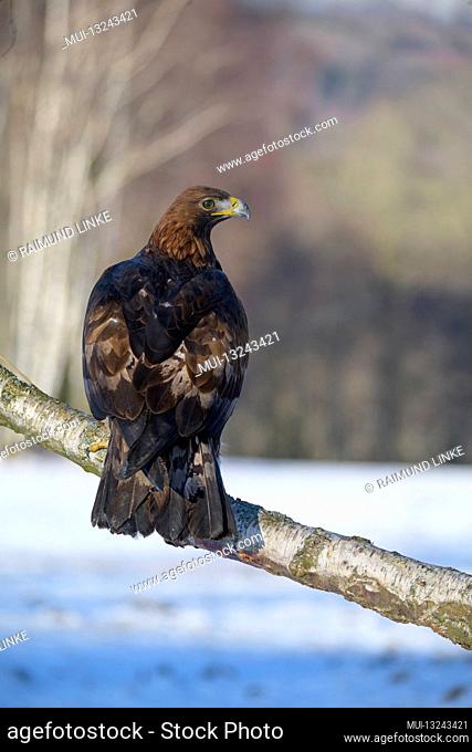 Golden Eagle, Aquila chrysaetos, in winter