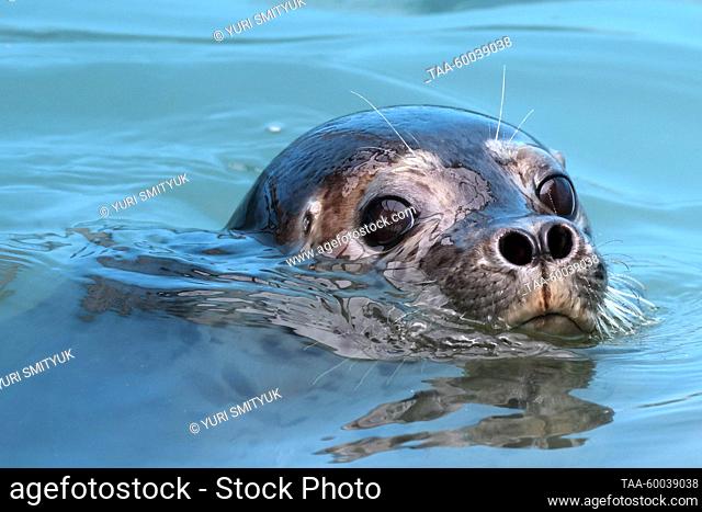 RUSSIA, PRIMORYE REGION - JUNE 23, 2023: A spotted seal (Phoca largha) is seen in a pool in an enclosure at the Tyulen rehabilitation centre for marine mammals...