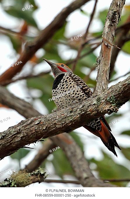 Guatemalan Flicker (Colaptes mexicanoides) adult male, perched on branch, Picacho N.P., Honduras, February