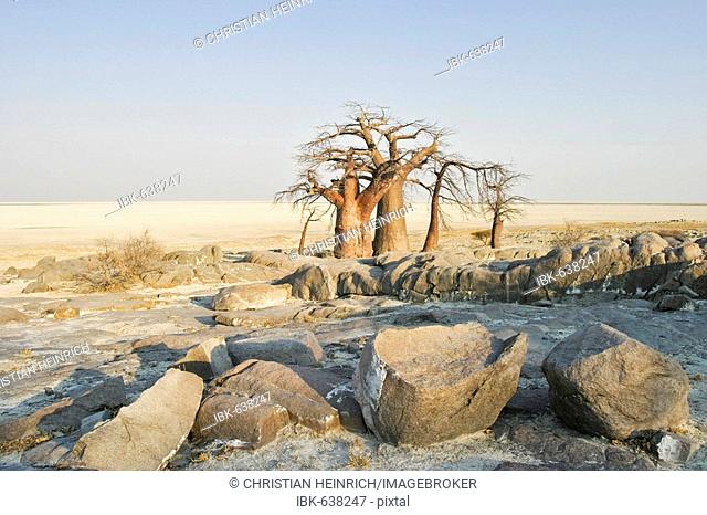 Baobabs or Adansonia digitata on Kubu Island (Lekubu) in the south west of Sowa Pan, Makgadikgadi pans, Botswana, Africa