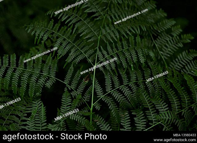 Green fern in the summer in the forest