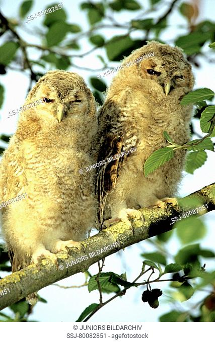 DEU, 2005: Tawny Owl (Strix aluco), chicks