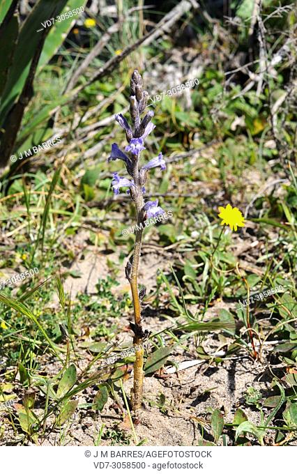 Branched broomrape or hemp broomrape (Orobanche ramosa) is a parasite plant native to Europe, north Africa and Asia. This photo was taken in Cabo de Gata...