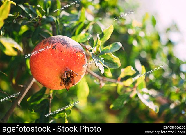 Ripe Pomegranate Hanging On Branch In Autumn Season