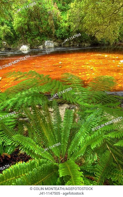 Ferns beside Oparara river stained brown with organic matter, near Oparara arches, Kahurangi National Park, Karamea, West Coast, New Zealand