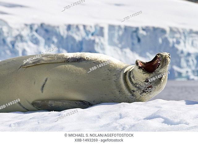 Crabeater seal Lobodon carcinophaga hauled out on ice floe near Cuverville Island in the Antarctic Peninsula  MORE INFO Crabeater seals often exhibit spiral...