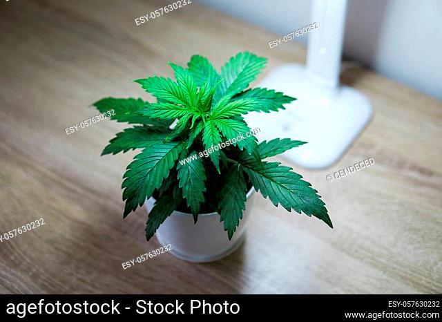Vegetation period of Cannabis Plant Growing. Growing marijuana at home. Cannabis Plant Growing. Close up. Indoor cultivation concept of growing under artificial...