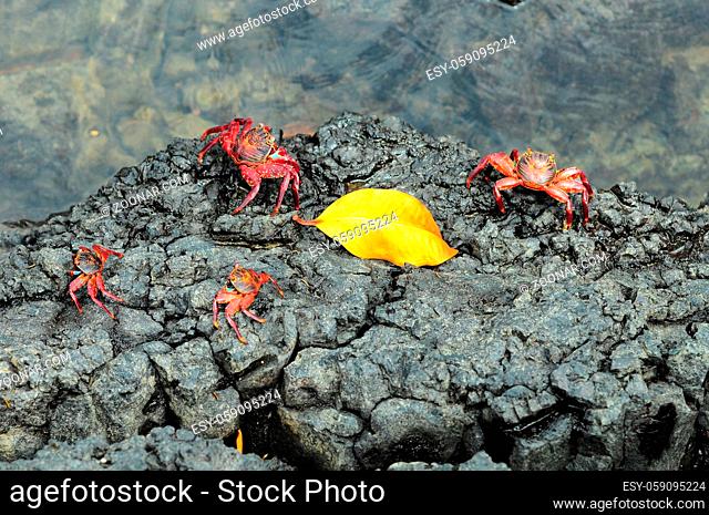 Sally Lightfoot Crab ore Red cliff crab from Galapagos Islands, Ecuador