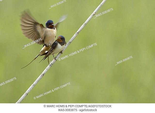 Barn swallow copulating in Aiguamolls de l'emporda natural park, Catalonia, Spain