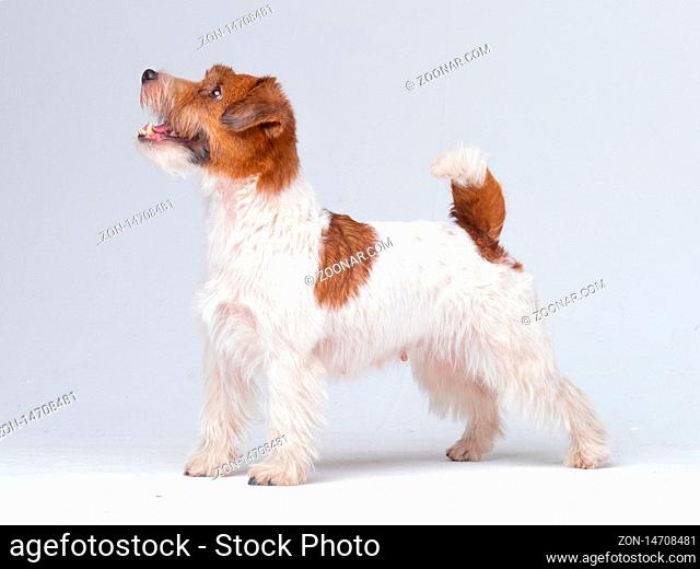 Jack Russell Terrier Puppy Close Up On White Background, Copy Space. Studio Shot