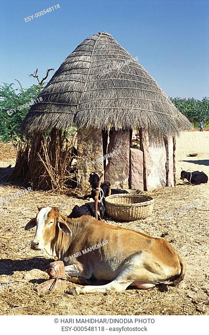 Rajasthani hut in village & cow , Rajasthan , India