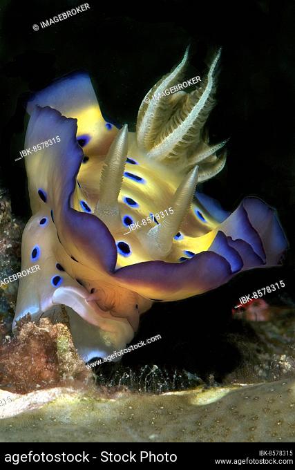 Kunies Chromodoris magnificent star snail (Goniobranchus kuniei) formerly (Chromodoris kuniei) eats hydrozoans, Pacific Ocean, Caroline Islands, Yap Island