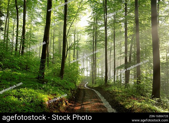 Path among oaks after rainfall on a foggy spring morning, Bischofskoppe Mountain, Poland