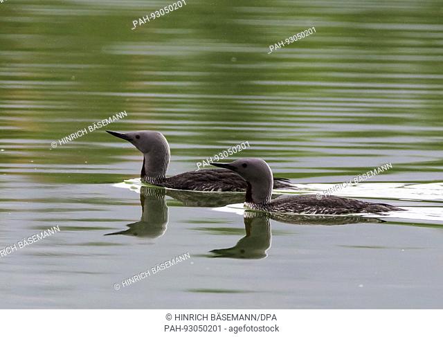 Red-Throated Divers pair, july 2017 | usage worldwide. - Tromsö/Norway