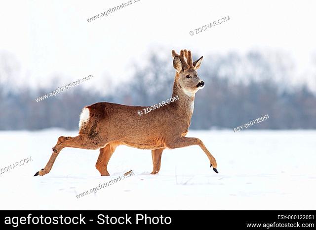Roe deer Capreolus capreolus in winter. Roe deer with snowy background. Wild animal walking in snow