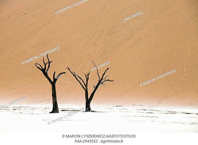Dead trees in the salt pan of Namib desert near Soussuvlei, Namib-Naukluft National Park, Namibia