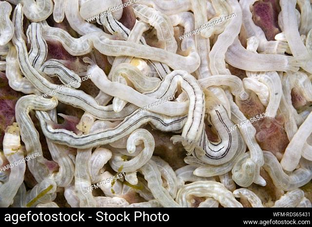 Lamberts Worm Sea Cucumber, Synaptula lamberti, Komodo National Park, Indonesia