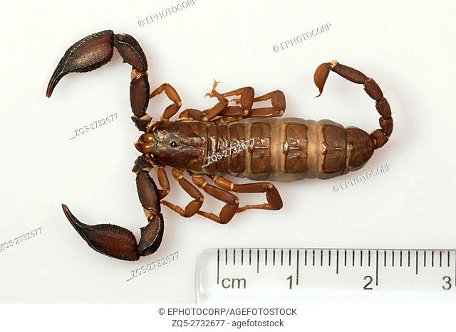 Small scorpion, Scorpiops pachmarhicus Pachmarhi, Madhya Pradesh. Endemic to the Satpura hills of central India