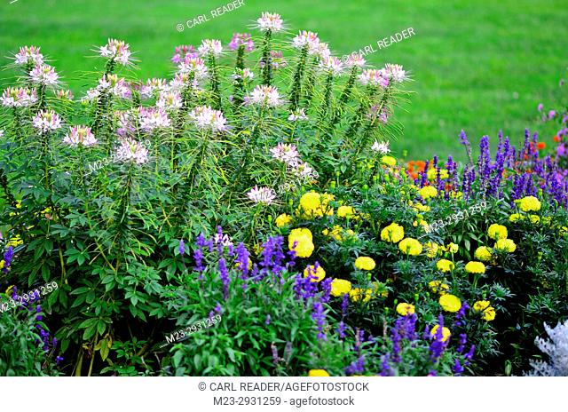 A soft-focus flower garden, Pennsylvania, USA