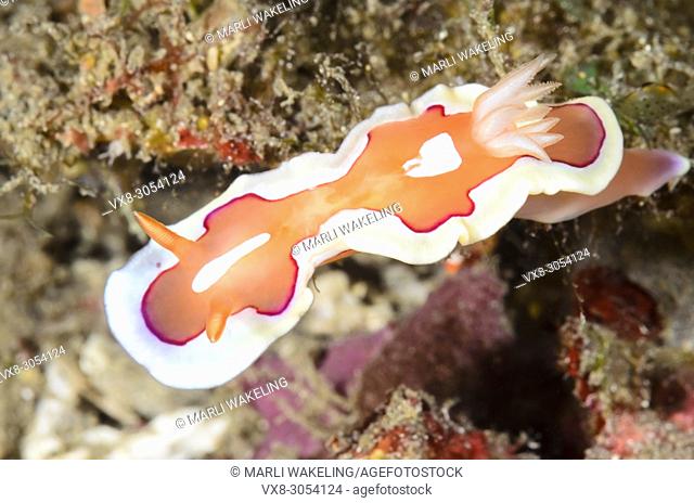 sea slug or nudibranch, Mexichromis pusilla, Lembeh Strait, North Sulawesi, Indonesia, Pacific