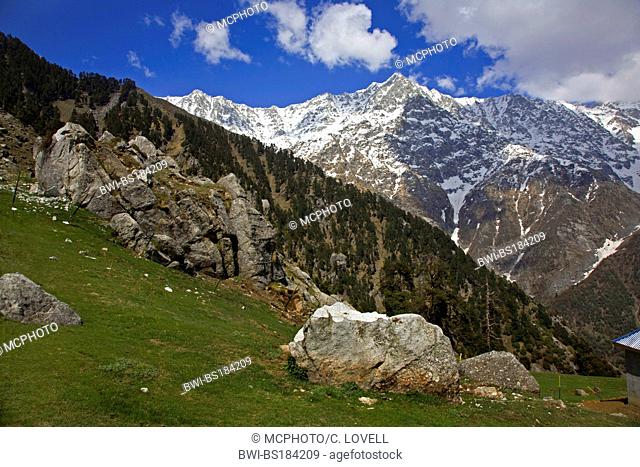 The HIMALAYAN PEAK of TRIUND above Dharamkot and the British Hill station of MCLEOD GANJ, India, Dharamsala