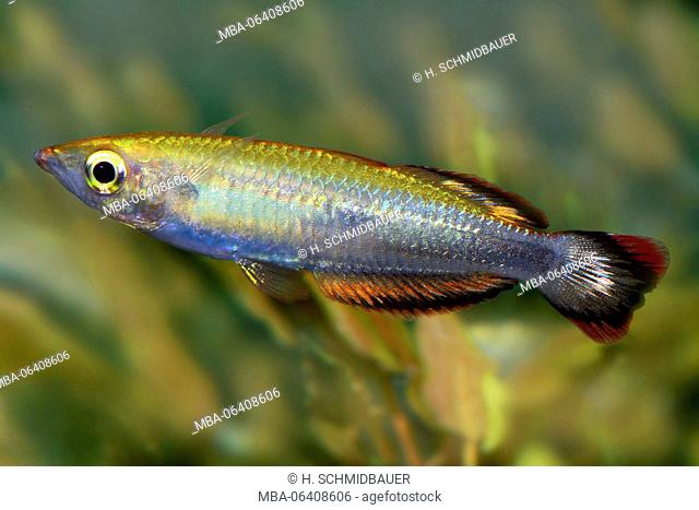 Red tail atherine, Bedotia madagascariensis, Madagascar, aquarium fish